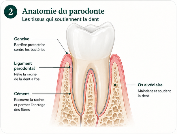 Schéma de l'anatomie du parodonte
